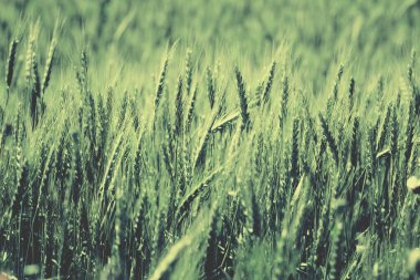 Yazın güzel buğday tarlası. Posterler, kartlar ve web tasarımı için doğa arkaplanı