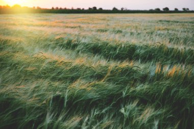 Yazın gün batımında güzel buğday tarlası. Doğa arkaplanı