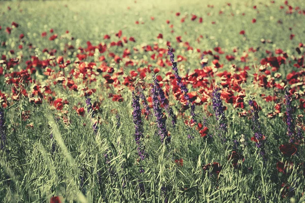 Campo Verão Com Flores Coloridas Como Belo Fundo Natureza — Fotografia de Stock