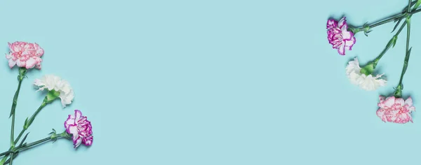 Творческая Компоновка Цветных Гвоздик Заднем Плане Принято Плоский Лежал Концепция — стоковое фото