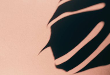 Pastel arka planda canavar yapraklarının gölgeleri. Soyut zemin. Doğa konsepti