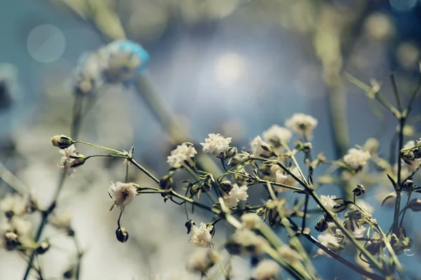 Wiesenblumen Aus Nächster Nähe Schöne Natur Hintergrund Für Blogs Poster — Stockfoto