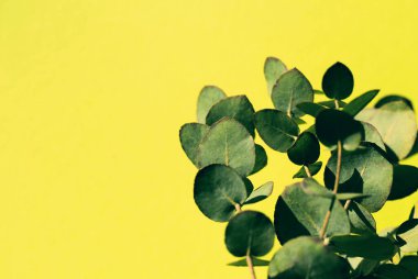 Renkli arka planda okaliptüs dalı. Bloglar, kartlar, web tasarımı için soyut arkaplan. Doğa konsepti. Seçici odak