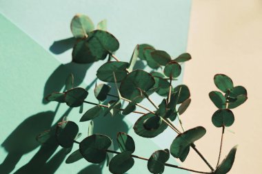 Renkli arka planda okaliptüs dalı. Bloglar, kartlar, web tasarımı için soyut arkaplan. Doğa konsepti. Seçici odak