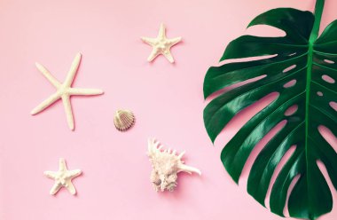 Pastel arka planda canavar yaprağı, deniz yıldızı ve deniz kabuğu içeren yaz kompozisyonu. Tatil ve seyahat konsepti. Soyut arkaplan