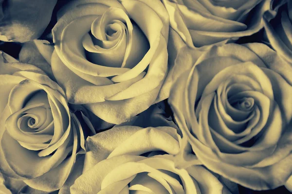 Bouquet Belles Roses Jaunes Tout Près Sur Fond Sombre Contexte — Photo