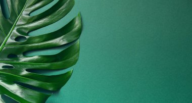 Renkli arka planda canavar yaprağı. Doğa konsepti. Asgari tarz kompozisyon. Düz yatıyordu. Üst Manzara. Boşluğu kopyala.