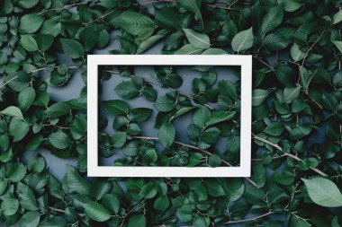 Yeşil yapraklı ve beyaz çerçeveli soyut kompozisyon. Mevsimlik kartlar, bloglar, web tasarımı için yaratıcı doğa düzeni. Düz yatıyordu. Boşluğu kopyala
