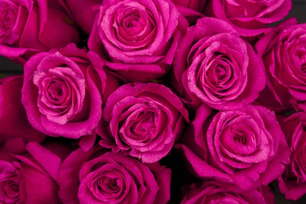 Аромат розовых цветов красного цвета — стоковое фото