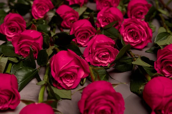 Аромат розовых цветов красного цвета — стоковое фото