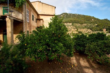 Bahçedeki mandalina ağacı 