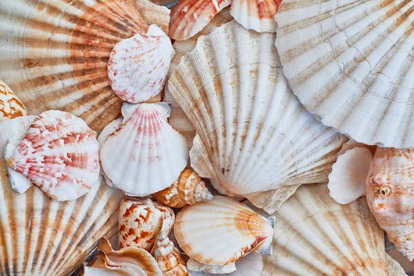 Sea shells background - macro shot of beautiful seashells. — Stock Photo, Image