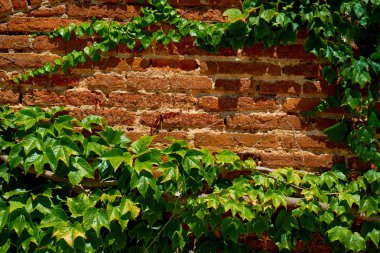 Duvar kağıdı için tuğla duvardaki yapraklar.