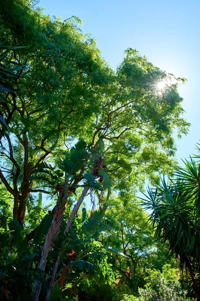 Сонце Сяє Деревом Ясним Блакитним Небом Задньому Плані — стокове фото
