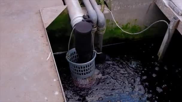 Tomatenpflanzen wachsen im Gewächshaus. Hydroponisches System — Stockvideo