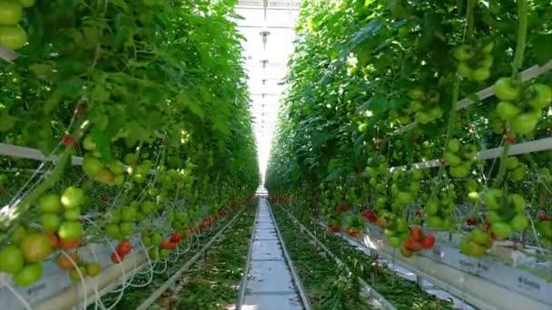 温室里生长的美丽的番茄植物 — 图库视频影像