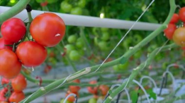 Taze olgun kırmızı domates bir serada yetiştirilen. Sera Domatesi