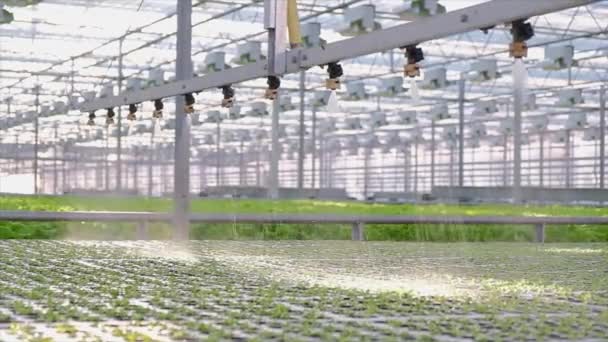 Sistema de riego de Greenhouse en acción. Sistema hidropónico — Vídeos de Stock