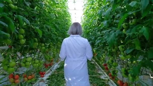 Jonge vrouw kijken naar tomaten plant in broeikasgassen — Stockvideo