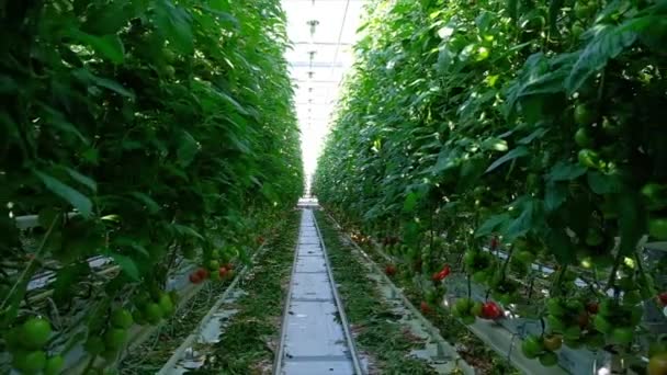 Mooie tomaten planten gekweekt in kas — Stockvideo