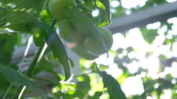 Färska mogna röda tomater odlas i ett växthus. Växthus tomat — Stockvideo