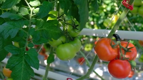 Fresh ripe red tomatoes grown in a greenhouse. Greenhouse Tomato — Stock Video