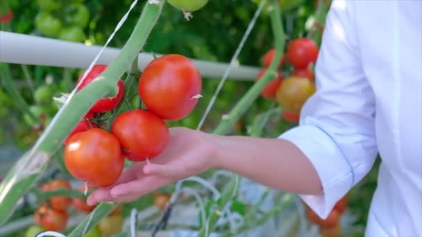 Hand håller Röd mogen tomat odlas i växthus — Stockvideo