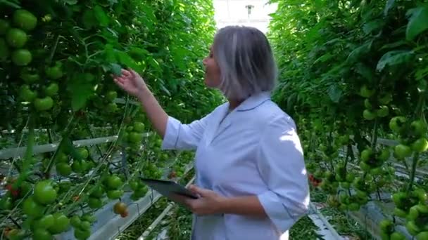 Jonge vrouw kijken naar tomaten plant in broeikasgassen — Stockvideo