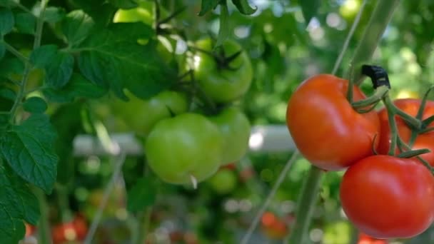 Φρέσκες ώριμες κόκκινες ντομάτες που καλλιεργούνται σε ένα θερμοκήπιο. Ντομάτα του θερμοκηπίου — Αρχείο Βίντεο