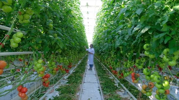 Красиві помідори Рослини, вирощені в теплиці — стокове відео