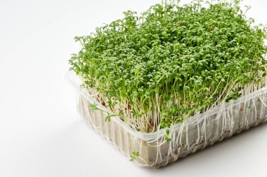 Taze mikro yeşiller. Kapalı alanda büyüyen mikroçimler