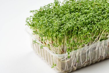 Taze mikro yeşiller. Kapalı alanda büyüyen mikroçimler