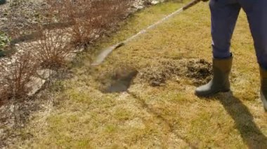 Çimleri tırmıkla temizliyorum. Çimleri havalandırmak ve süslemek.