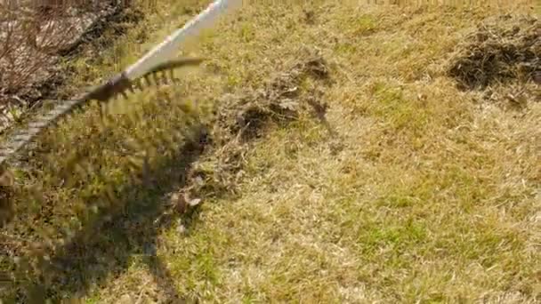 Das Gras mit der Harke säubern. Belüftung und Vertikutierung des Rasens — Stockvideo