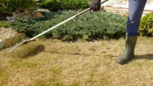 Cleaning up the grass with a rake. Aerating and scarifying the lawn — Stock Video