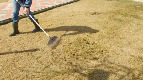 Städa upp gräset med en kratta. Luftning och markberedning av gräsmattan i trädgården — Stockvideo