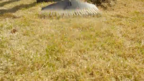 Het gras opruimen met een hark. Beluchten en afschrikken van het gazon — Stockvideo