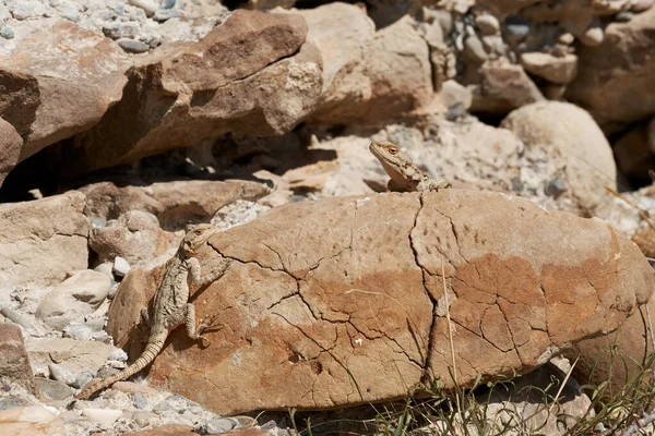 Brązowa jaszczurka pod słońcem na ścianie z kamienia — Zdjęcie stockowe