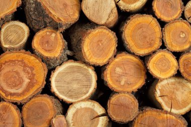 güzel katlanmış ağaç gövdesi