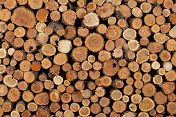 güzel katlanmış ağaç gövdesi