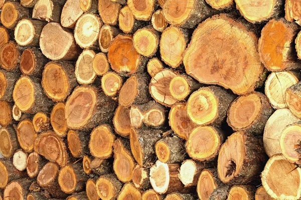 güzel katlanmış ağaç gövdesi