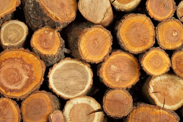 Boyutlanmış katlanmış günlükleri