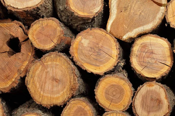 Boyutlanmış katlanmış günlükleri