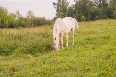 Güzel beyaz at besleme