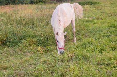Güzel beyaz at besleme