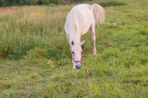 beautiful white horse feeding