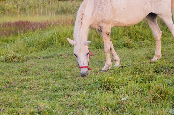 Beau cheval blanc se nourrissant dans un pâturage vert — Photo