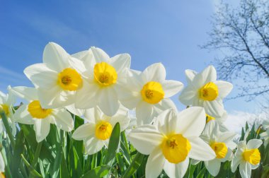 daffodils on nice sunny background clipart