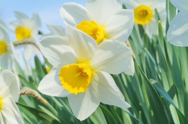 Nergis bitki çiçek