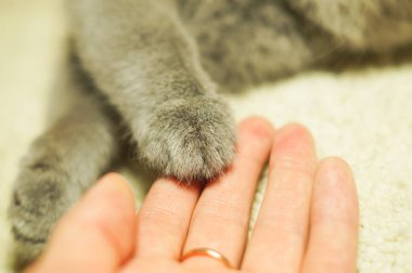 kedi patisi içinde bir womans palmiye. bir yardım eli uzatan insan. Kediler bir kenarına odaklanmak pençe